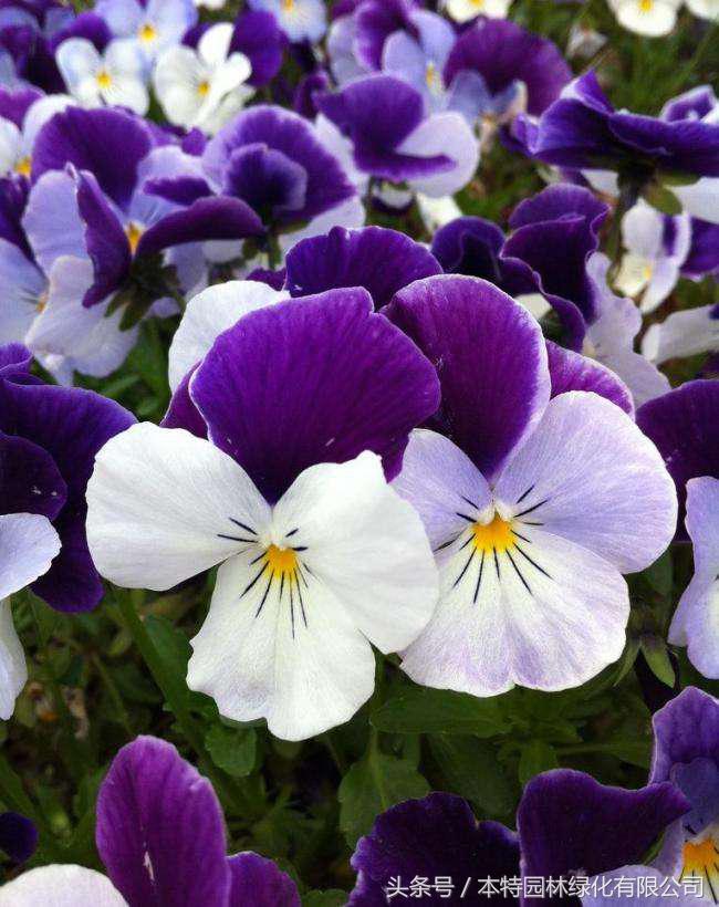 花海道路景观,花海长廊有哪些花