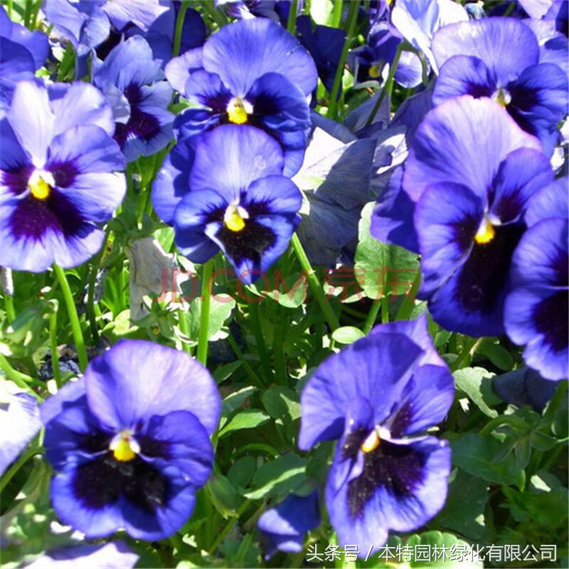 花海道路景观,花海长廊有哪些花