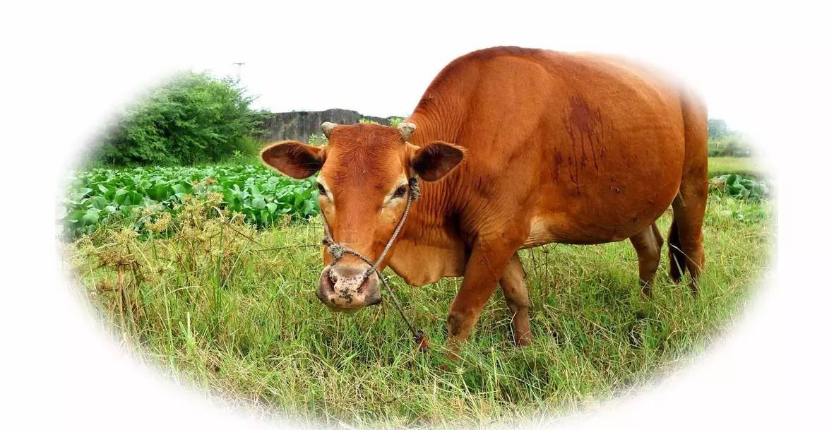 73年属牛人一生有多惨,73年出生属牛人2020年怎么样