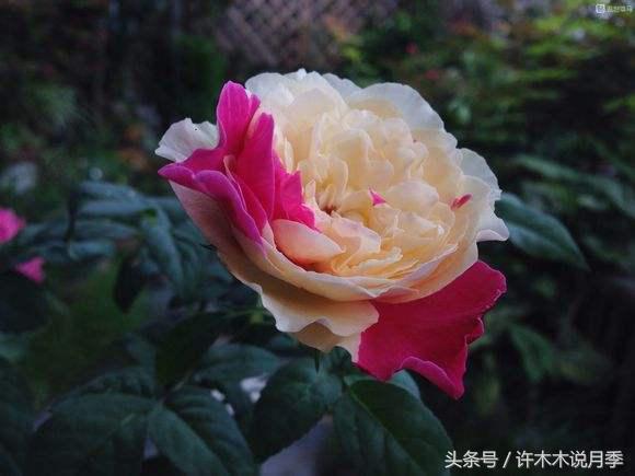 许木木说月季完整版,许木木说月季用药