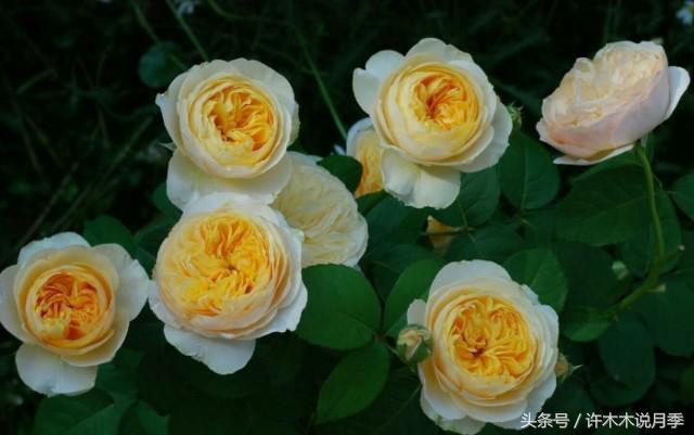 许木木说月季完整版,许木木说月季用药