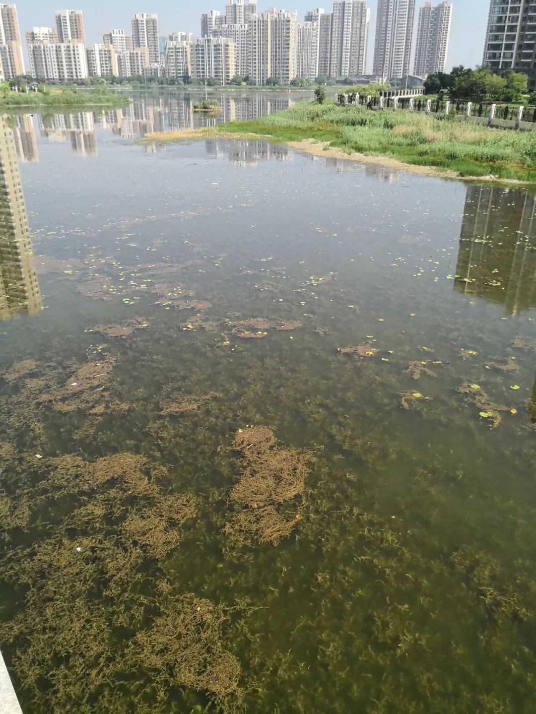 沿湖而建的烦恼！天津的这几个小区入夏后时常被蚊蝇骚扰……