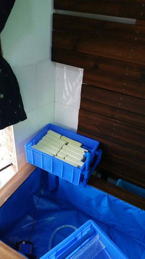 内蒙古阳台锦鲤鱼池,自制锦鲤观赏鱼池