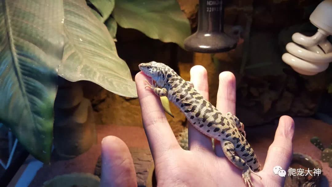 网上卖宠物的宠物从哪来,网上售卖宠物的模式有哪些