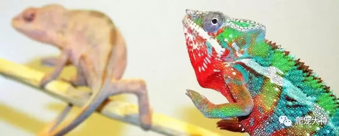 网上卖宠物的宠物从哪来,网上售卖宠物的模式有哪些