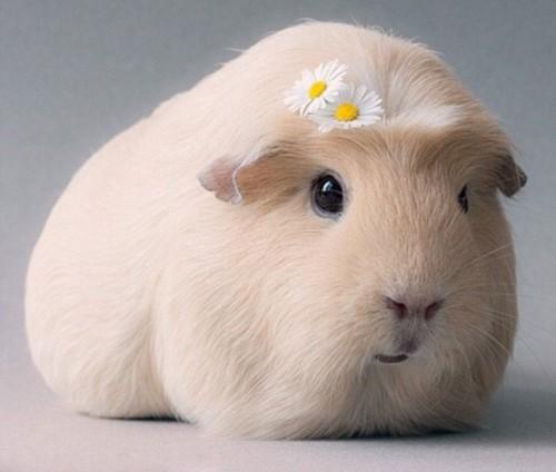 哪种荷兰猪比较呆萌好养,不养荷兰猪不知道养荷兰猪的乐趣