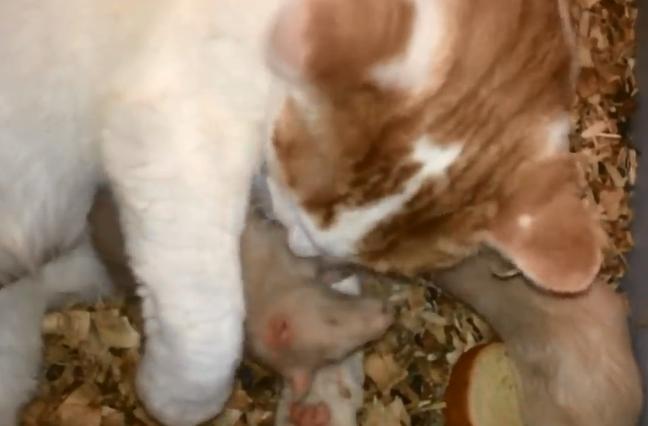 和花枝鼠一起睡,跟花枝鼠一起睡觉