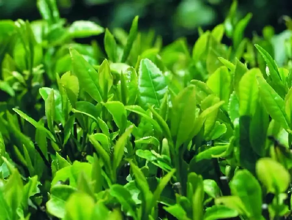 「老卜奎说茶」绿茶伤胃？听听茶学教授怎么说