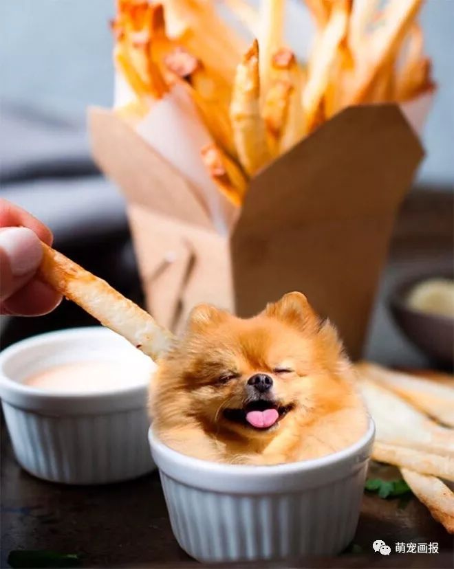 可以吃的汪星人：摄影师把狗狗和美食结合在在一起