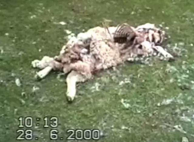 澳洲未解之谜，它又出现了！幽灵猫现，必有血案！