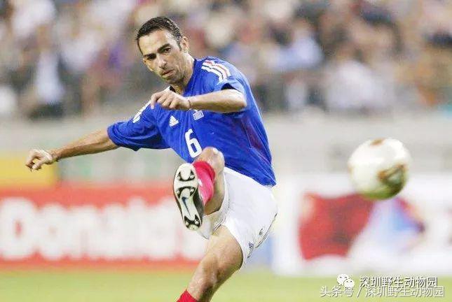 动物界足球,足球球员动物化