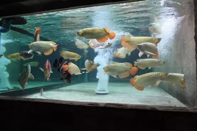 小型热带鱼的大致混养原则,新手热带鱼推荐混养