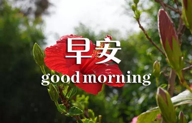 问候早安正能量的优美句子,真诚的友谊早安问候最新