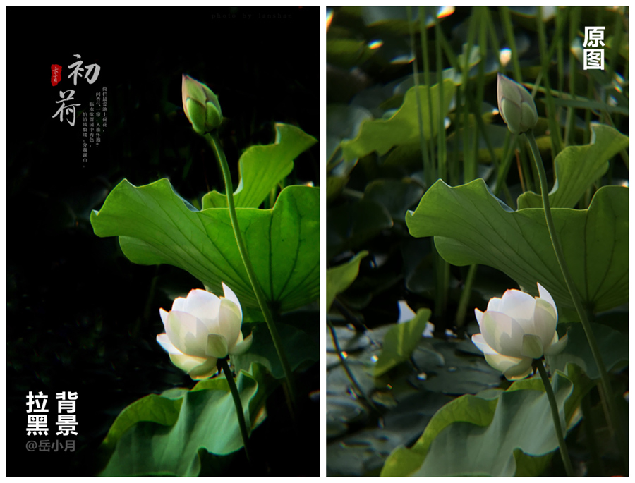 5个技巧拍出超有意境的荷花照,手机拍摄荷花最好的参数