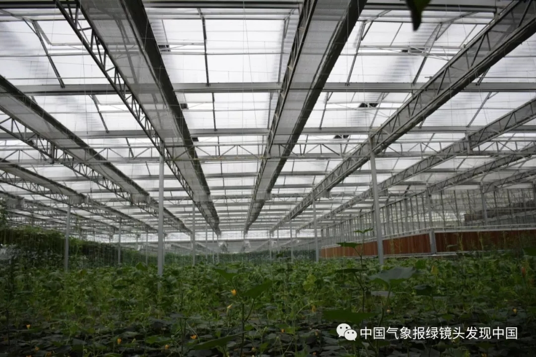 靠这些奇特“果果”也能致富？科技扶贫如有神助！