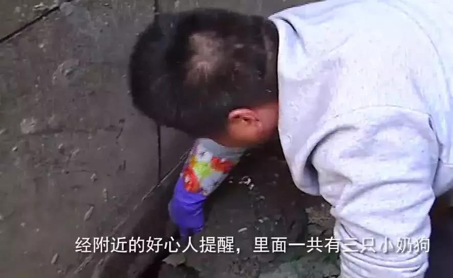 母狗将幼崽藏在下水管里,母狗总是把狗仔藏起来