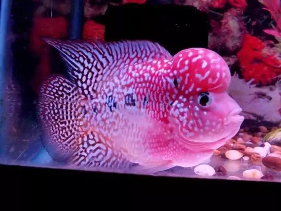 闆岄泟楸肩殑姝ｇ‘閰嶅鏂规硶,绉嶉奔濡備綍閰嶅