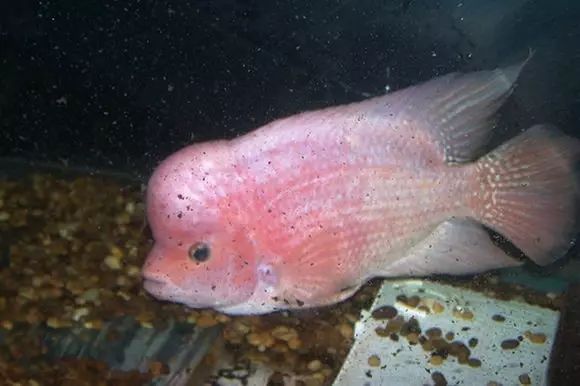 闆岄泟楸肩殑姝ｇ‘閰嶅鏂规硶,绉嶉奔濡備綍閰嶅