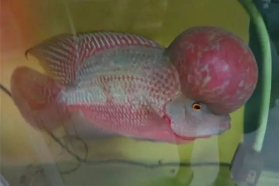 闆岄泟楸肩殑姝ｇ‘閰嶅鏂规硶,绉嶉奔濡備綍閰嶅