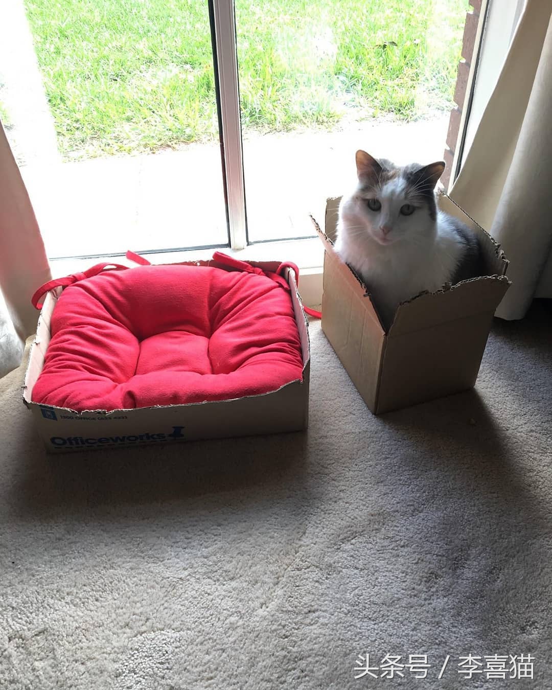 猫咪真的很喜欢欺负狗狗，就连汪星人舒适的小窝也要强行霸占