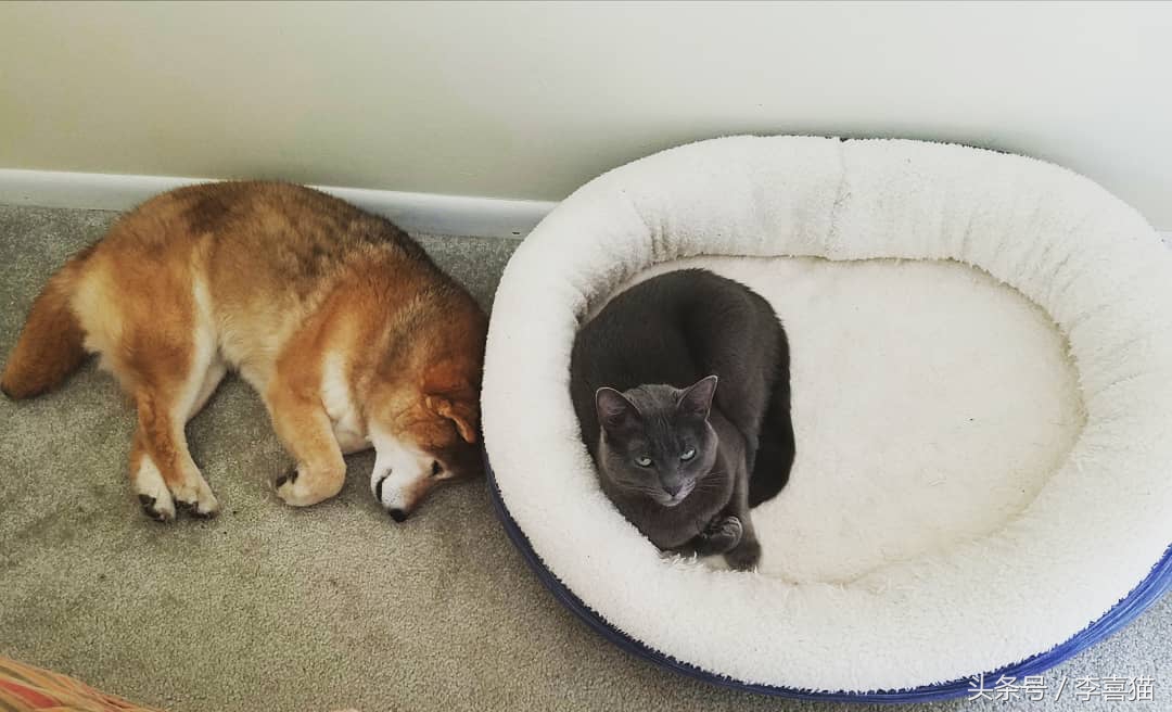 猫咪真的很喜欢欺负狗狗，就连汪星人舒适的小窝也要强行霸占