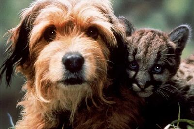 那些催人泪下的狗狗电影大盘点,介绍几个好看的关于狗狗的电影