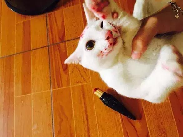 猫咪吃了主人的CL口红，主人超心疼，网友：这可是口红中的法拉利