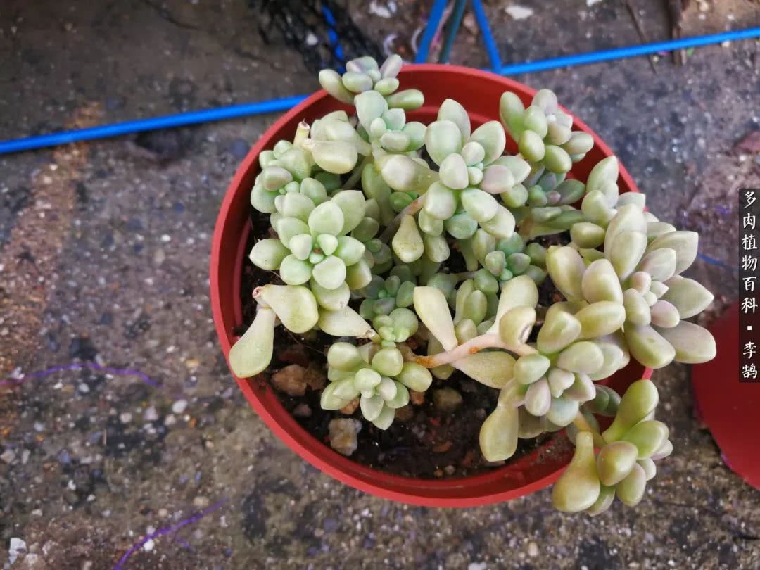 10种养不死的多肉新手的首选,露养多肉的100种方法