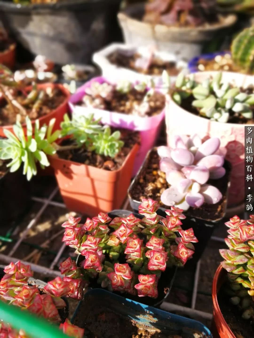 10种养不死的多肉新手的首选,露养多肉的100种方法