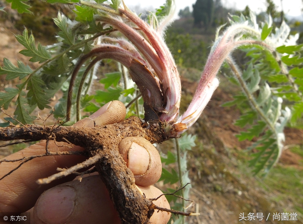 野生鸡爪野菜,鸡爪子野菜是什么样子