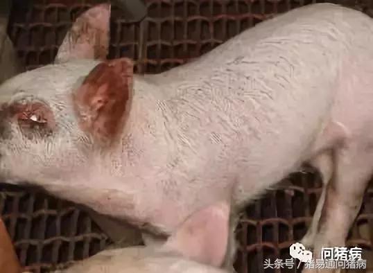 仔猪葡萄球菌感染皮肤图片,猪化脓性葡萄球菌病是什么模样