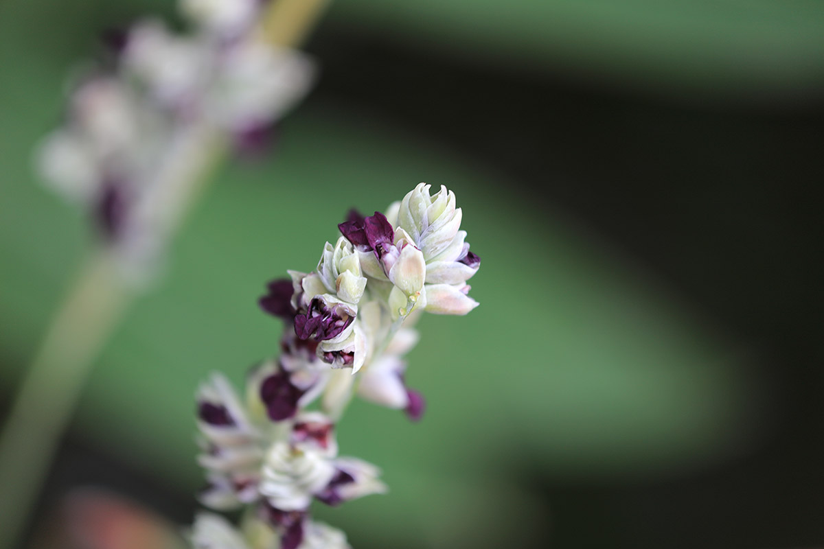 佳能ef70-200爱思小白兔功能介绍,佳能ef70-200mmf4l二代