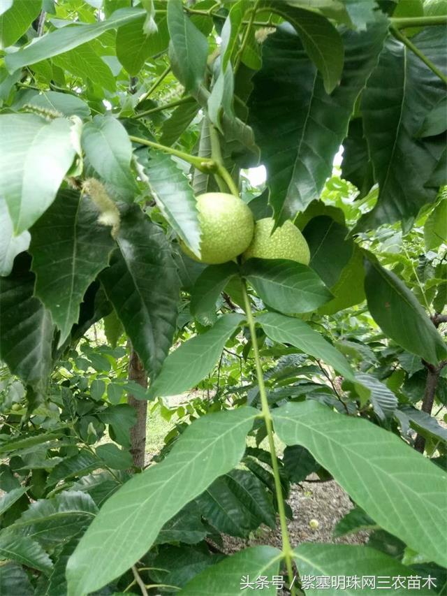 梨木台风景区顺缘农家院,天津蓟县梨木台顺鑫缘农家院