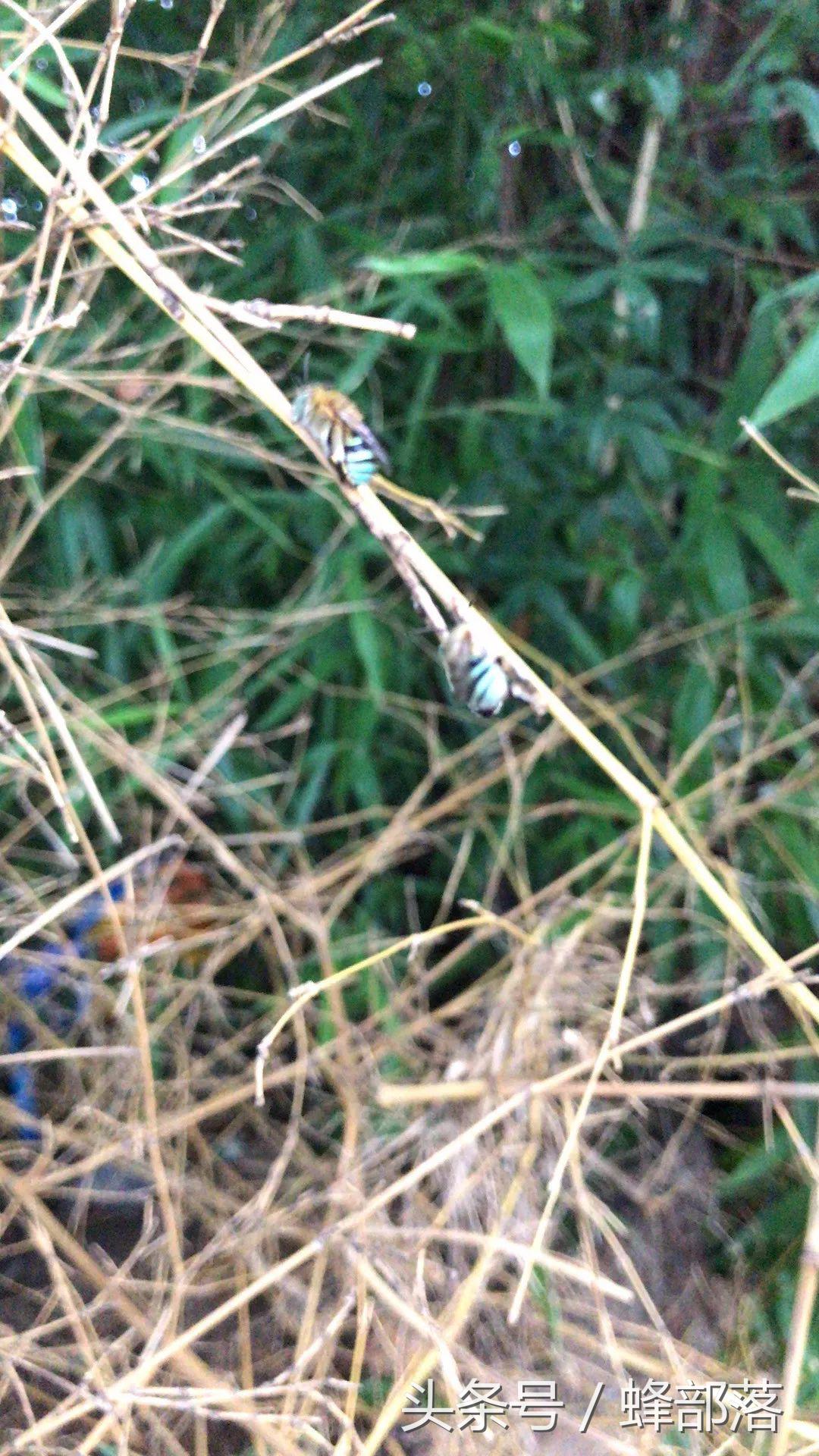 号称蜂界第一杀手，外观美到爆，胡蜂、蜜蜂都深受其害