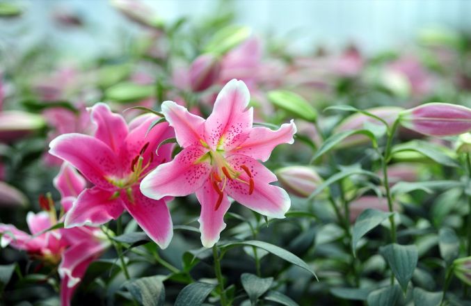 管恩锋十首经典歌曲,管恩锋