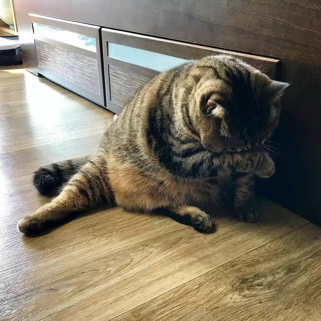 看着这只胖得圆滚滚的喵星人，想到了现在看世界杯天天吃夜宵的我