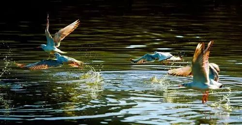 宜宾最美长宁,2024中国最美县域四川