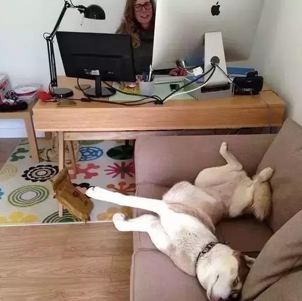 “带狗上班日”这只警犬就带着它的宠物狗狗来上班了……