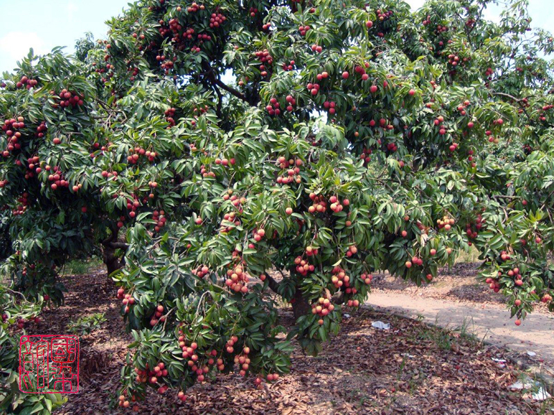 再试水果染料荔枝木