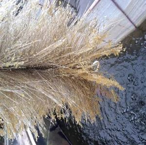 小金鱼怎么养才会生卵,家养的小金鱼会繁殖吗