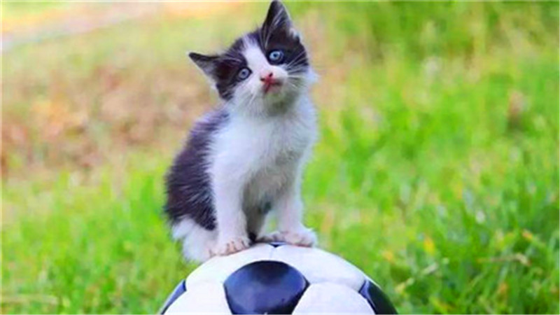 世界杯和国足身价对比,世界杯足球队价值排行榜