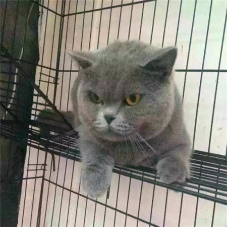 世界杯球队和中国球队的差距,世界杯猫咪身价多少美元