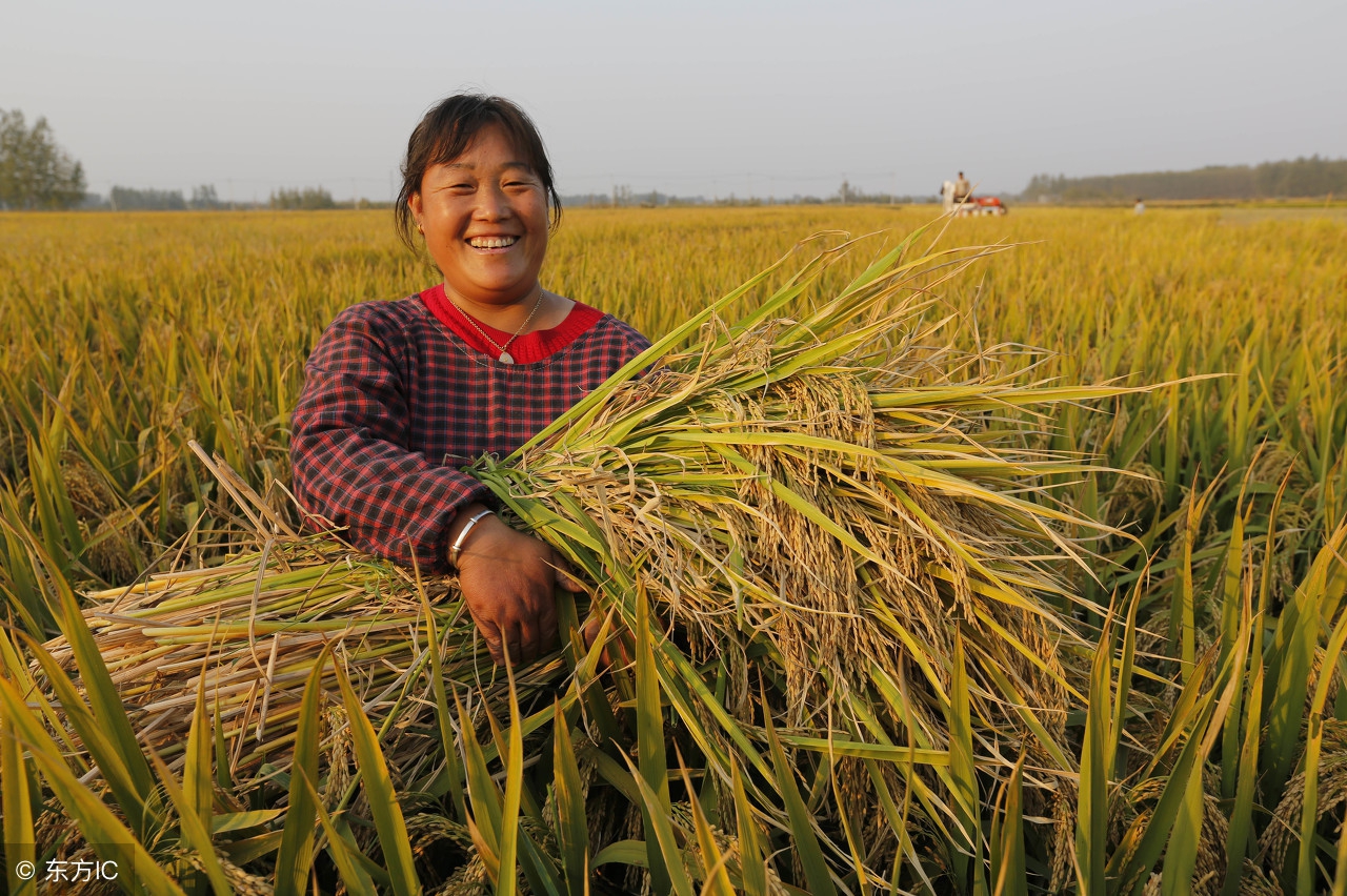 水稻重肥贪青怎么办,水稻贪青最佳治疗方法