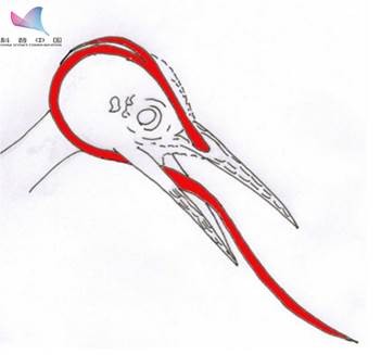 侏罗纪恐龙模型霸王龙,霸王龙恐龙骨架模型可变换原型