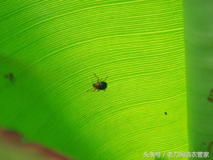跳甲的生活规律和防治方法,香蕉跳甲怎么上药比较好
