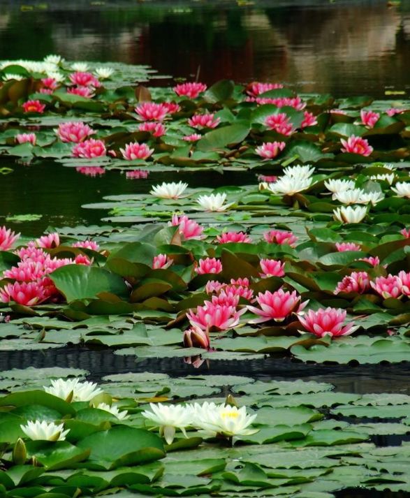 什么花可以在水里养,什么花能在水里养