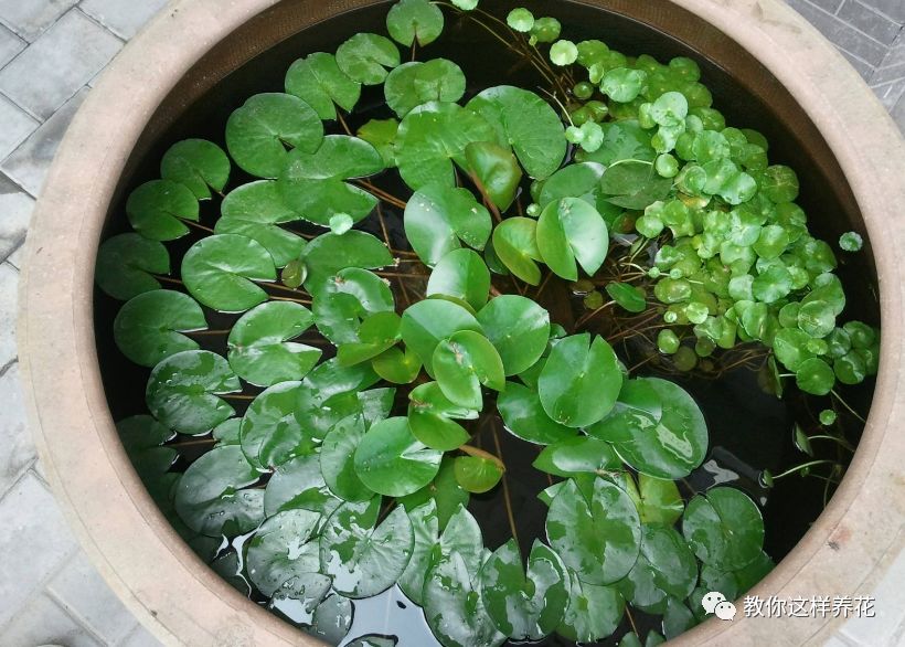 什么花可以在水里养,什么花能在水里养