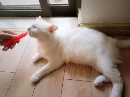 涓讳汉缁欑尗鍜寜鎽╀华,涓讳汉缁欑尗鍜嬁宸ュ叿