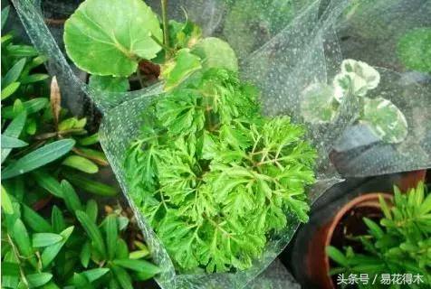 福禄桐绿植花卉,福禄桐防烂根