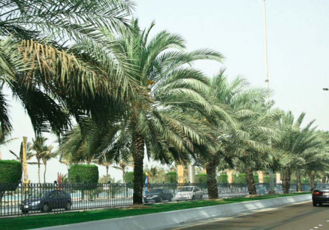 迪拜的壕无人性,迪拜的穷你知道吗